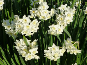 Narcissus aff. 'Avalanche'